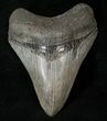 Beautiful Megalodon Tooth - South Carolina #15613-1